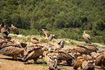 Close-up of Egyptian Vultures (Neophron percnopterus, Alimoche Común) feeding amongst a wake of Griffon vultures