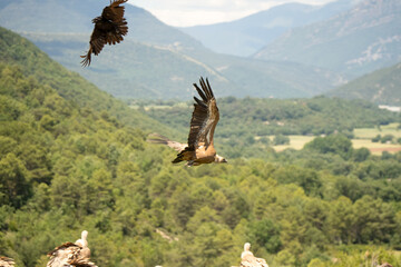 Close-up of Griffon vultures (Eurasion griffon, Gyps fulvus) taking to flight, Aragin Spain