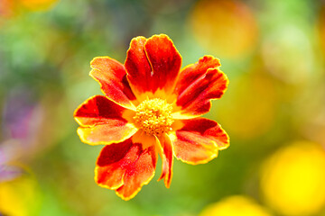 Schmalblättrige Studentenblume, Tagetes Tenuifolia, Korbblütler, Asteraceae - Super Nahaufnahme - No Ai
