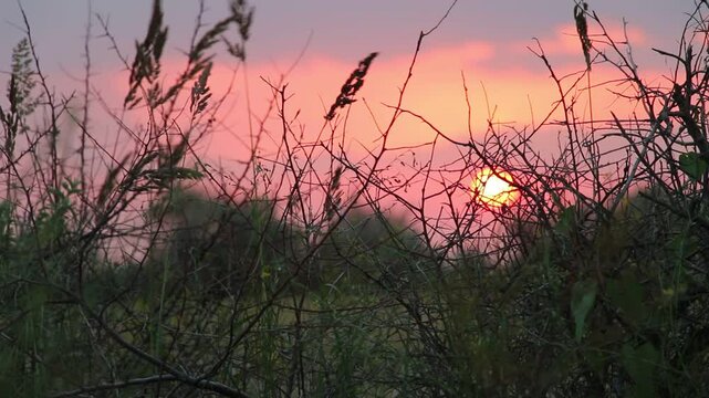Tourist camp in olive trees. The golden blue red hour of the sunrise seclusion of early morning. Beautiful summer dawn meditation. Melody the southern tropic desert morning. Vacation Kinburn, Ukraine.