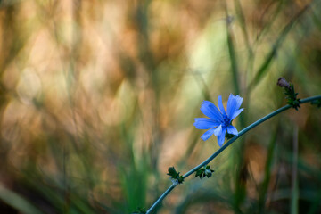 The stunning and beautiful blue chicory flower stands out prominently against the softly blurred...