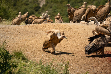 Close-up of feeding and fighting Griffon vultures (Eurasion griffon, Gyps fulvus) 