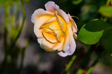 white orange rose