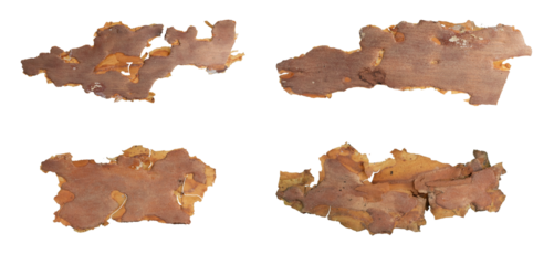 isolated pieces of pine bark
