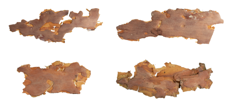 isolated pieces of pine bark