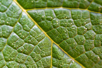 Leaf Macro Detail