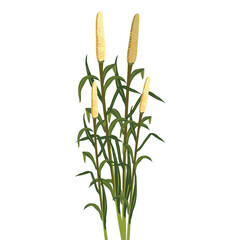 bajara which is translated as fields of pearl millet