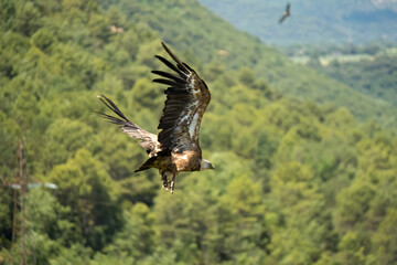 Close-up of Griffon vultures (Eurasion griffon, Gyps fulvus) taking to flight, Aragin Spain