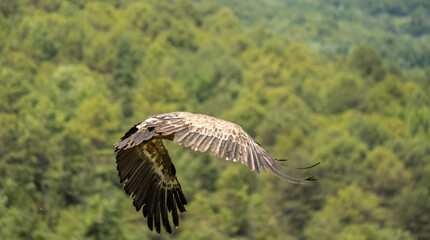 Close-up of Griffon vultures (Eurasion griffon, Gyps fulvus) taking to flight, Aragin Spain