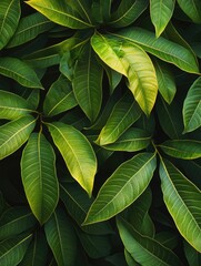 Fototapeta premium Close-up of vibrant green leaves, could be fern or other tropical plant.