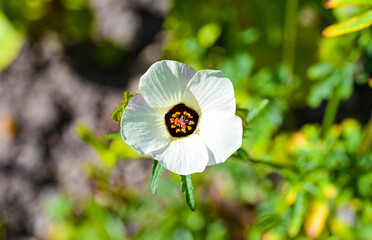 Stundenblume, Hibiscus Trionum, Nahaufnahme, No ai
