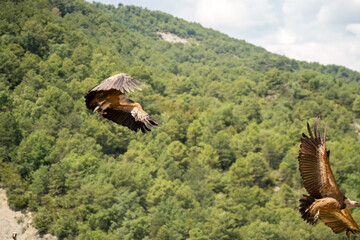Close-up of Griffon vultures (Eurasion griffon, Gyps fulvus) taking to flight, Aragin Spain