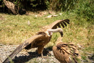 Close-up of Griffon vultures (Eurasion griffon, Gyps fulvus) at a vulture feeding centre