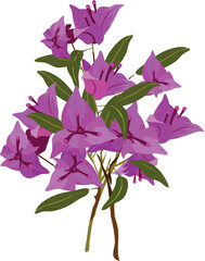 bugambilia, Bougainvillea