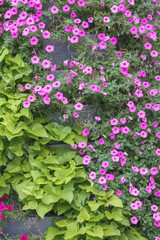 
small and purple flowers with green leaves in the garden