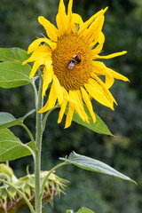 A yellow sunflower with a bee on it. The bee is on the center of the flower