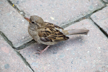 
a small sparrow on the ground