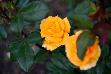 Orange roses on a green bush. Yellow flowers in the garden.