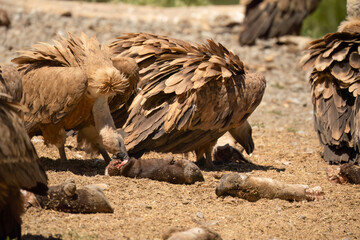 Close-up of Griffon vultures (Eurasion griffon, Gyps fulvus) at a vulture feeding centre