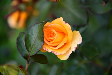 An orange rose on a green bush. A yellow flower.