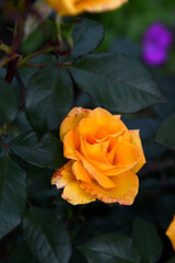 Orange roses on a green bush. Yellow flowers in the garden.