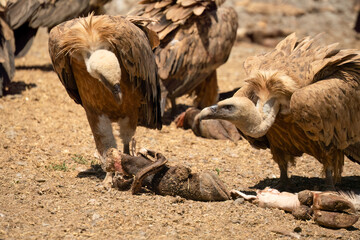 Close-up of Griffon vultures (Eurasion griffon, Gyps fulvus) at a vulture feeding centre