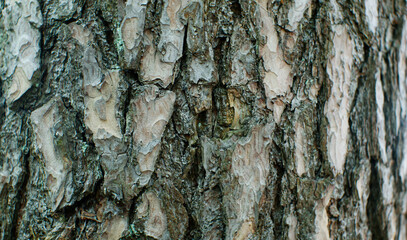 The texture of the bark of an old tree. The constituent components. The structure of the tree