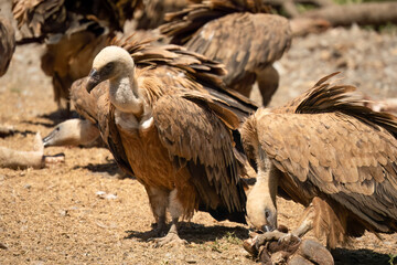 Close-up of Griffon vultures (Eurasion griffon, Gyps fulvus) at a vulture feeding centre
