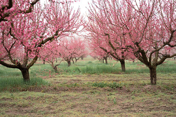 raindrops on peach blossom petals, close-up, blurred background
