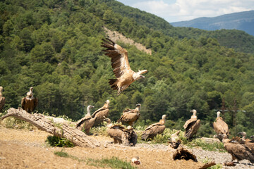 Close-up of Griffon vultures (Eurasion griffon, Gyps fulvus) taking flight, Spain