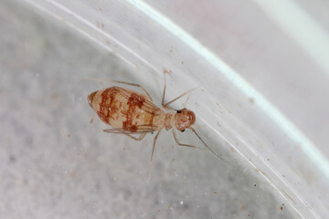 Dorypteryx domestica is a Synanthropic species of barklouse in the family Psyllipsocidae. It mainly inhabits residential buildings, including bathrooms and other damp places.