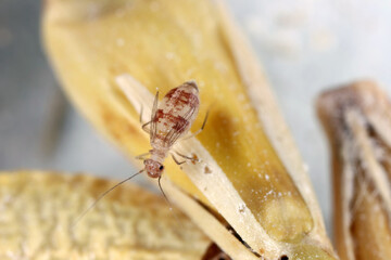 Dorypteryx domestica is a Synanthropic species of barklouse in the family Psyllipsocidae. Insect on...