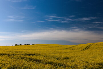 canola field and sky