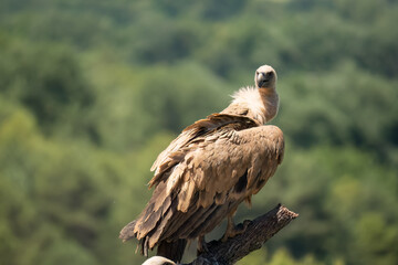 Close-up of Griffon vultures (Eurasion griffon, Gyps fulvus) at a vulture feeding centre