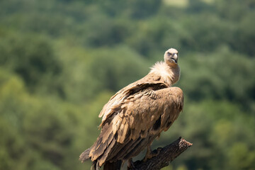 Close-up of Griffon vultures (Eurasion griffon, Gyps fulvus) at a vulture feeding centre