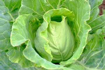 Young fresh cabbage seedlings ripen in the garden in a farmer's field.An organic vegetable on an organic farm.The concept of agriculture.Healthy food for humans.Growing and caring for white cabbage.