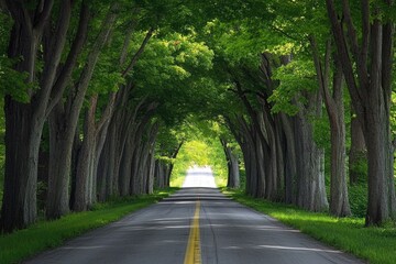 Naklejka premium Tunnel Of Trees Michigan. Idyllic Road Trip Through Iconic Michigan Forest