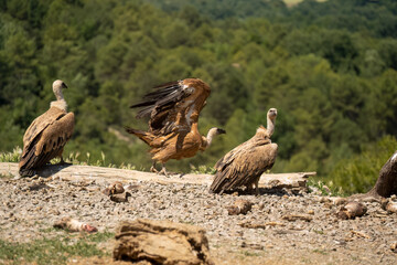 Close-up of Griffon vultures (Eurasion griffon, Gyps fulvus) taking flight, Spain