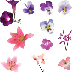 set of ten pink flowers isolated on white