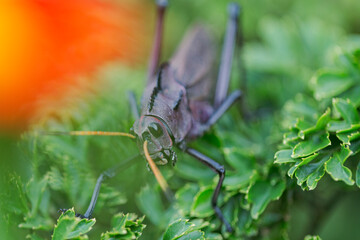 Lubber Grasshopper (Taeniopoda reticulata)