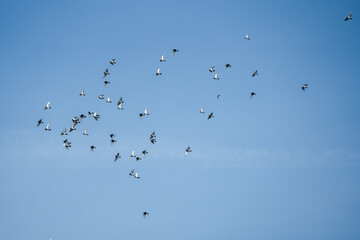 a large flock of racing homing pigeons (Columba livia domestica) in a clear blue summer sky, Aragon Spain