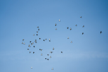 a large flock of racing homing pigeons (Columba livia domestica) in a clear blue summer sky, Aragon Spain