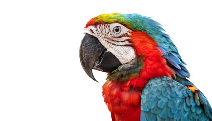 colorful parrot, isolated