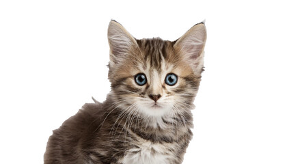 Obraz premium cute kitten, isolated