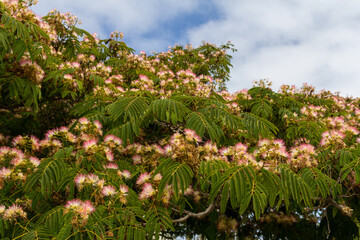 Mimosa Tree During Summer in California