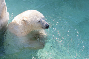 A polar bear swims in the water