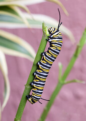 Monarch butterfly caterpillar with black, yellow, and white stripes  has finished the last leaf on the milkweed stalk.