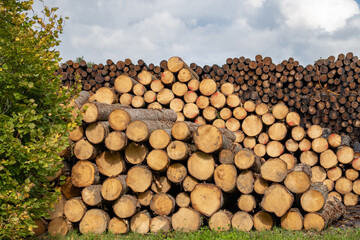 Rows of piled of logs , waiting to be processed, at a local rural lumber mill, made into lumber for construction..