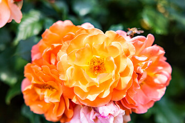 bukiet kilku prawdziwych róż herbacianych © Arkadiusz