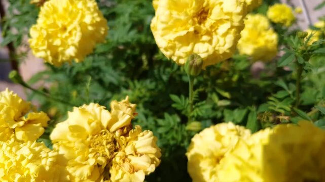 Tagetes, velvets. Yellow flower in the flowerbed in the summer. Blossoming yellow flower tagetes close-up